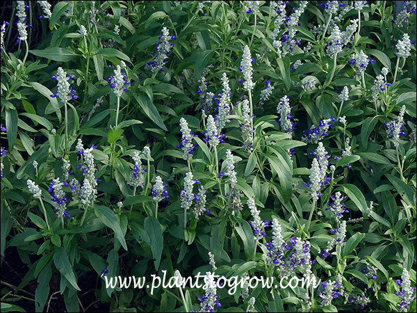 An interesting bi color Salvia farinaceae.